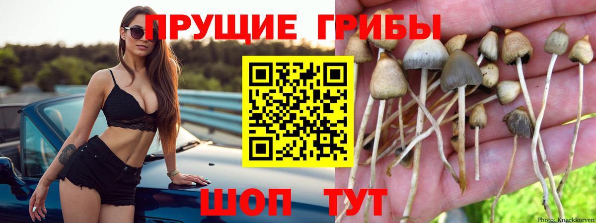 Псилоцибиновые грибы GOLDEN TEACHER Брянск